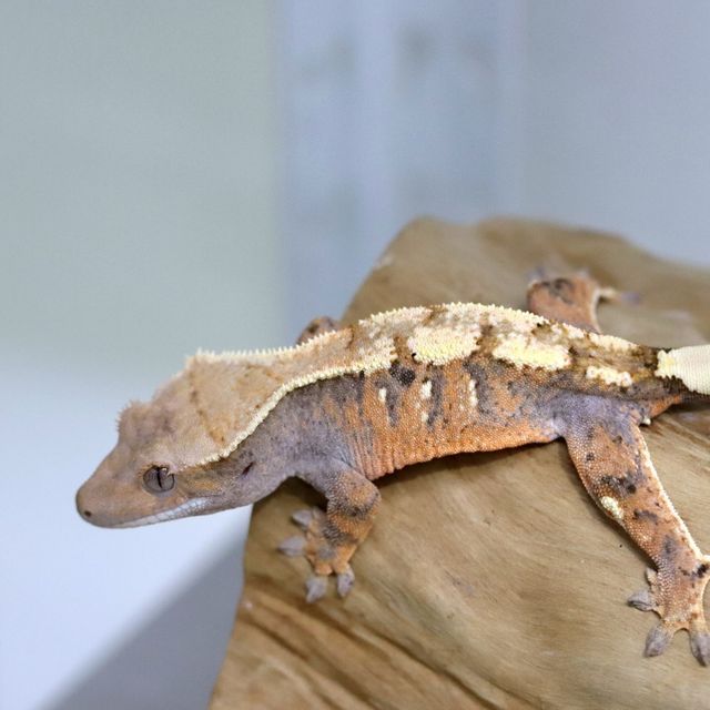 세이블