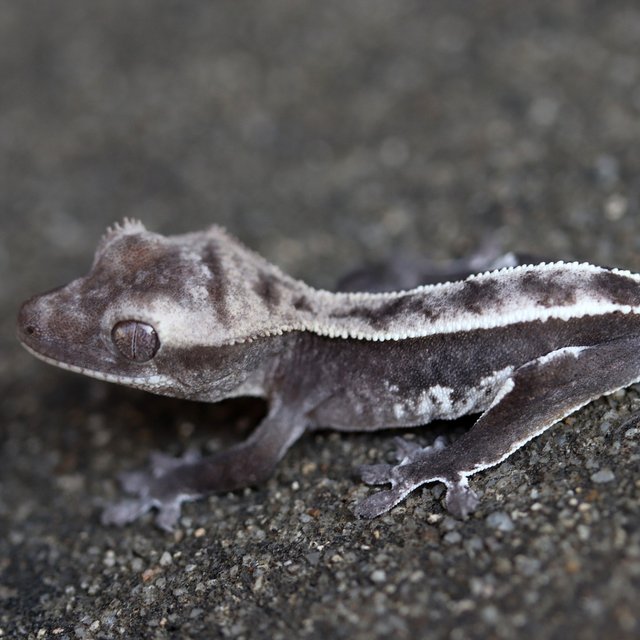 Axanthic