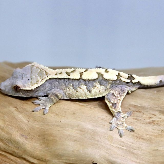세이블