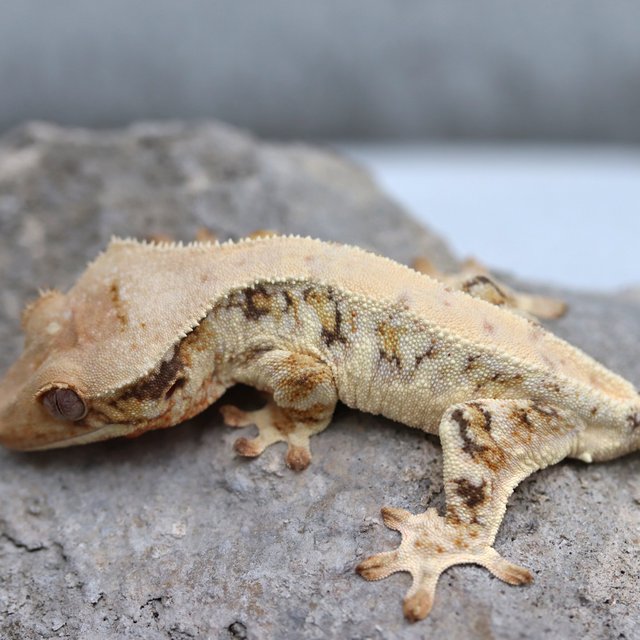 릴리화이트 100%헷초초