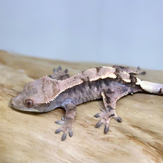 세이블