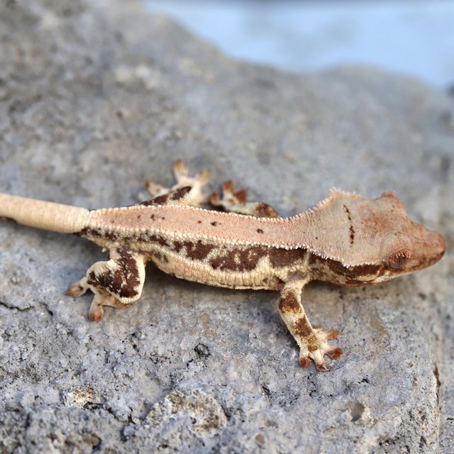 100% Het Chocho Lilly White