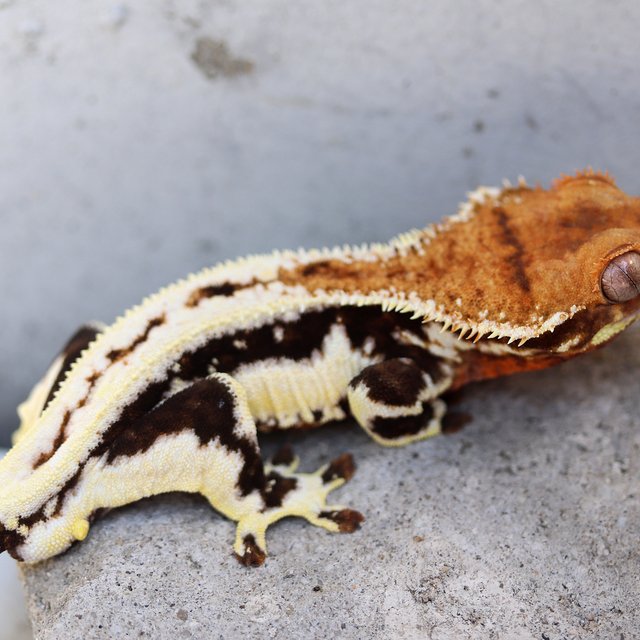 Lilly 100% Het Axanthic
