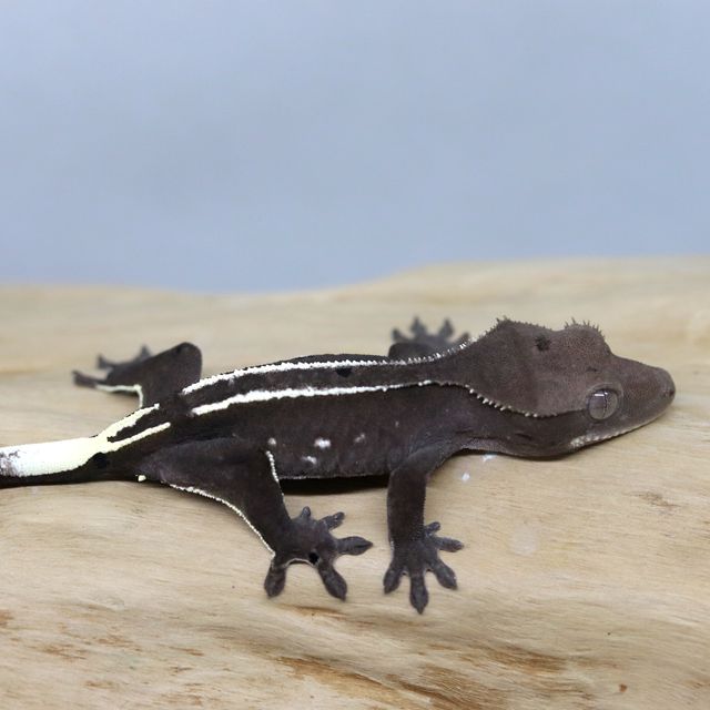 아잔틱