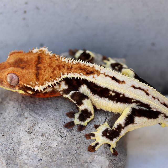Lilly 100% Het Axanthic