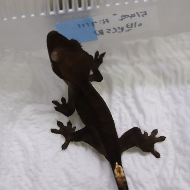 챠콜