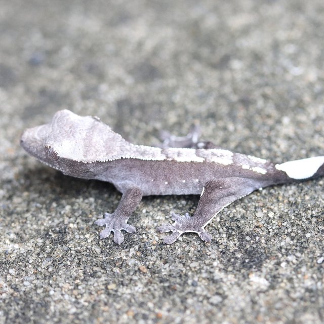 Axanthic