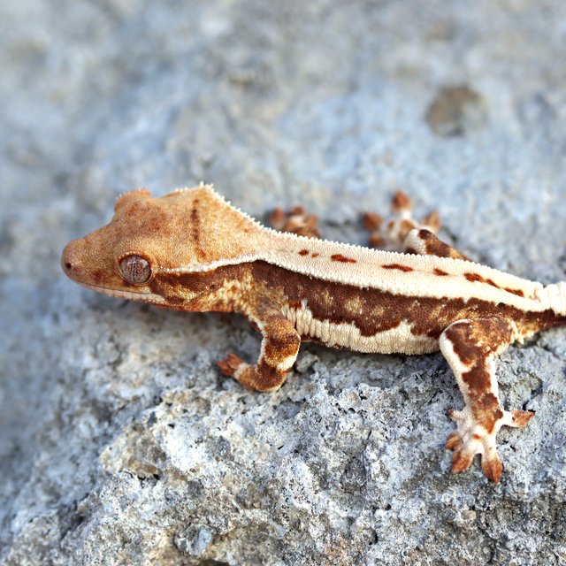 릴리화이트 100%헷초초