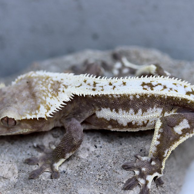 Axanthic
