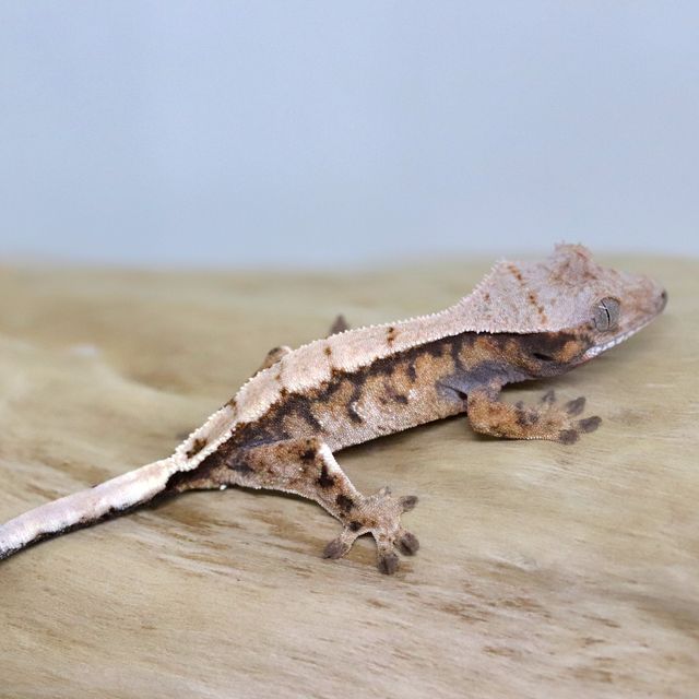 세이블