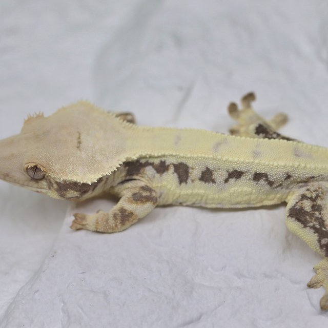 Lilly White 100% Het Chocho