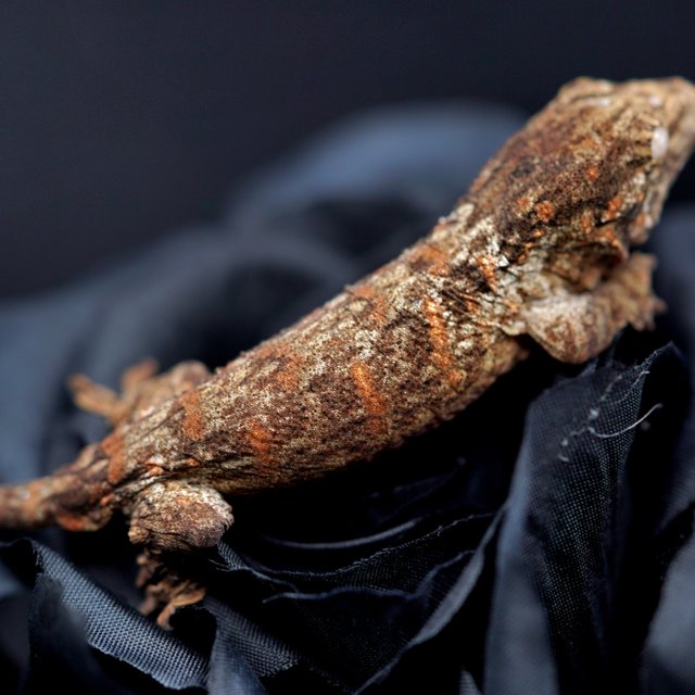 레드바 코기스 프리델 하키토 헷 멜라니스틱