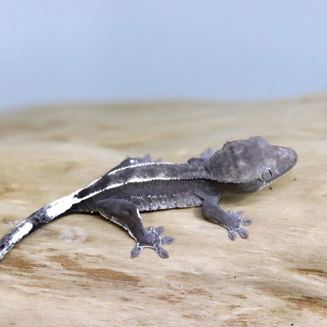 아잔틱