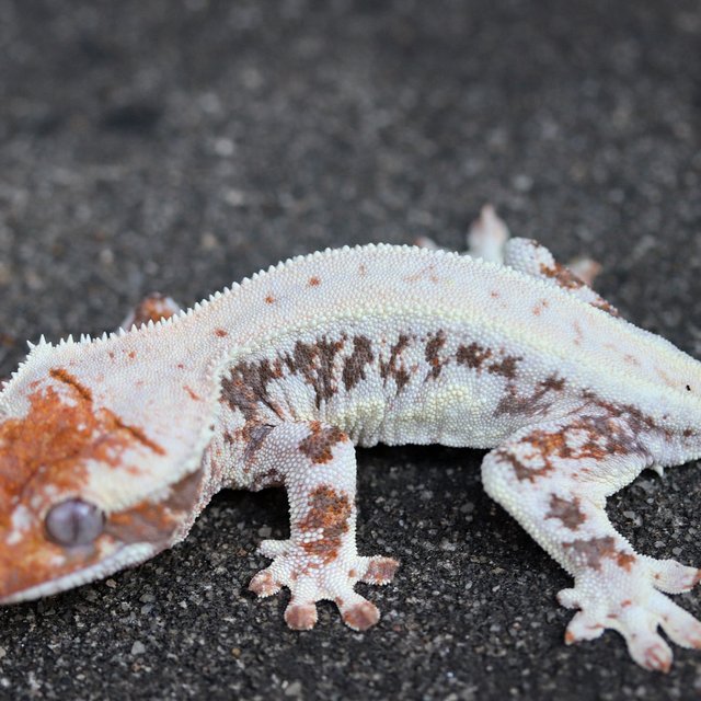 Lilly White 100% Het Axanthic