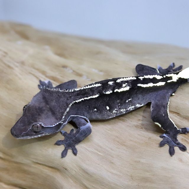 아잔틱