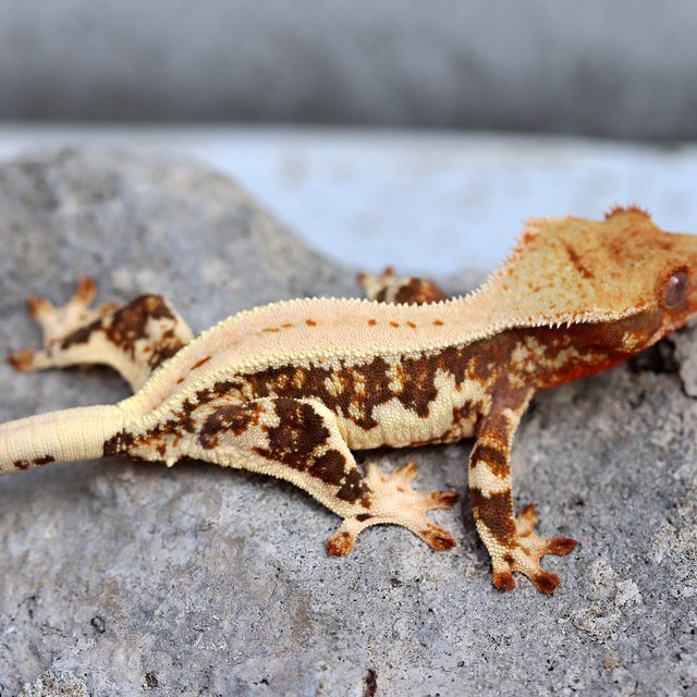 릴리화이트 100%헷초초