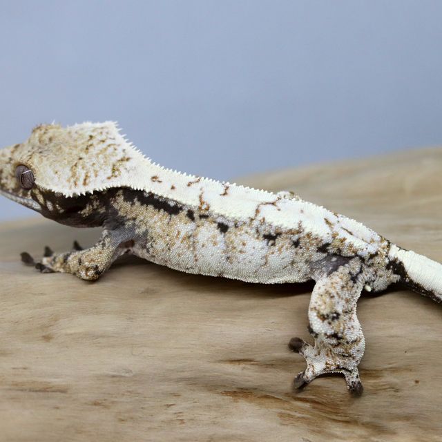 Crested Gecko Sable Male