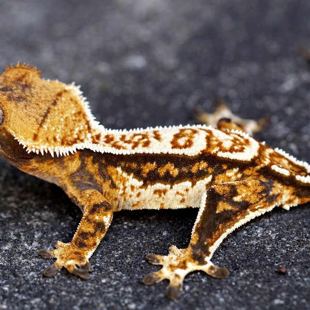 100% Het Axanthic