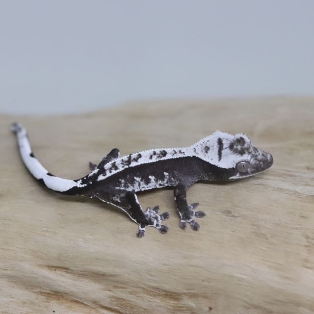 아잔틱