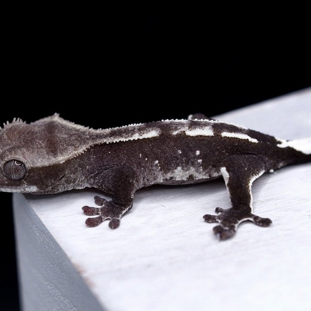 Axanthic