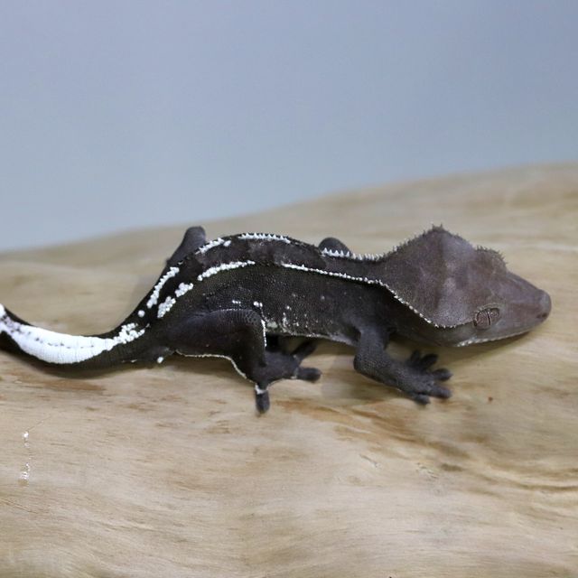아잔틱