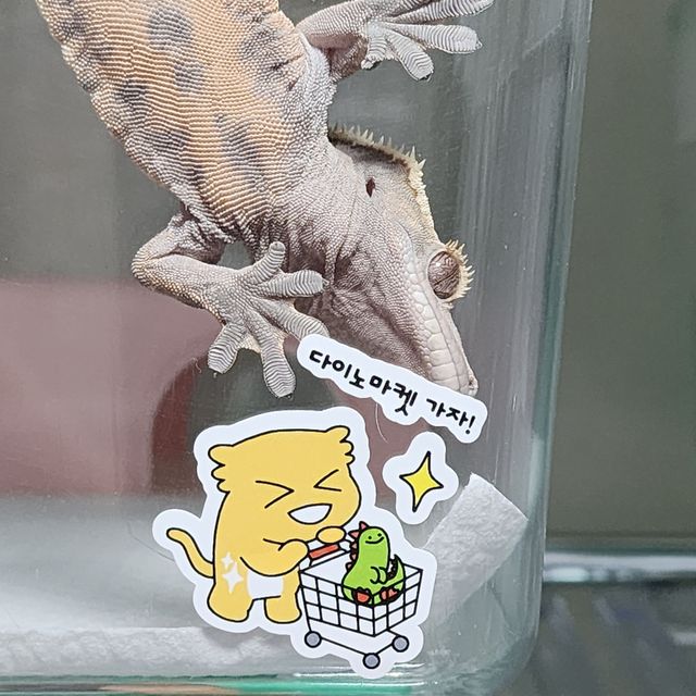 노멀