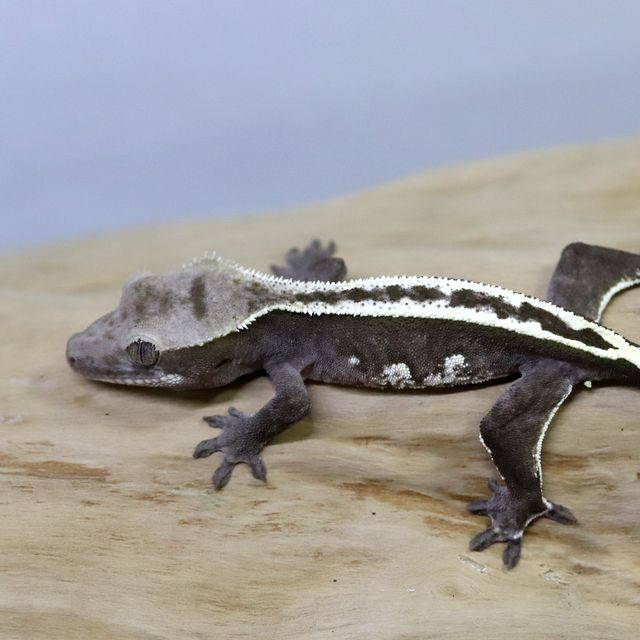 아잔틱