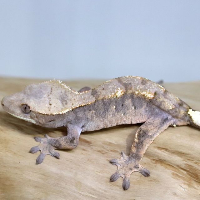 세이블
