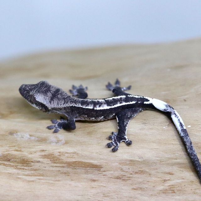 아잔틱