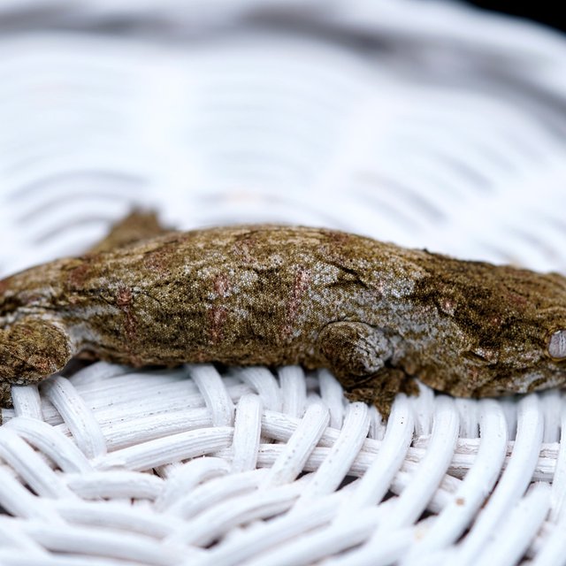 Friedel Het melanistic GTX