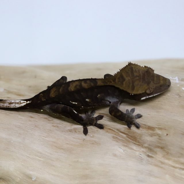 블랙