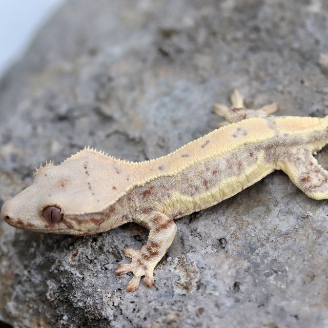 릴리화이트 100%헷초초