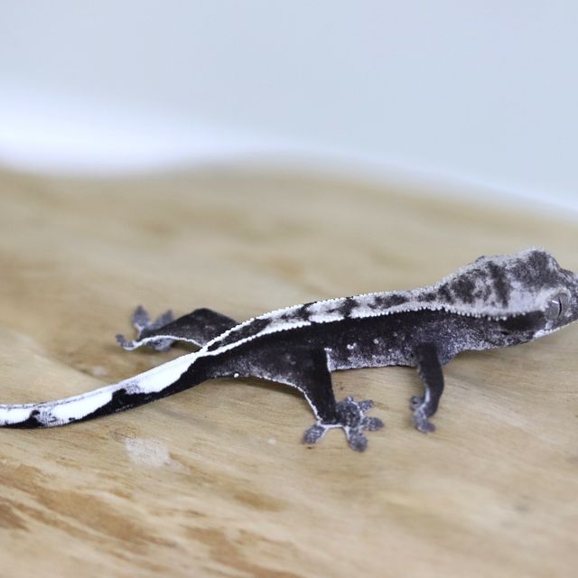 아잔틱