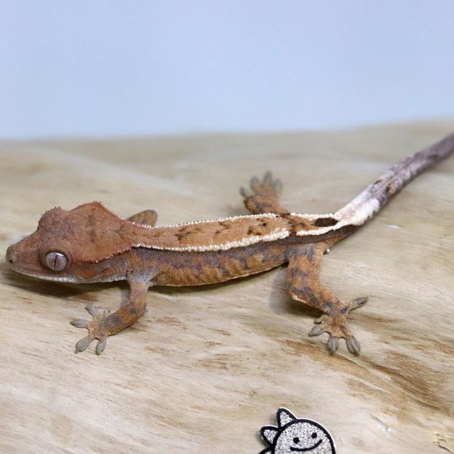 세이블