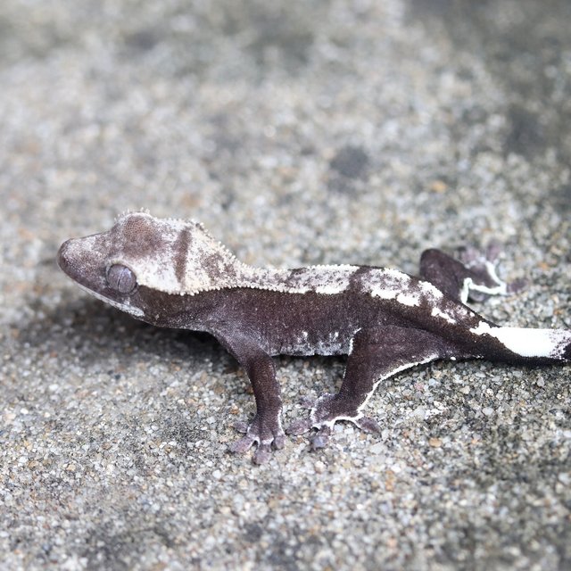 Axanthic