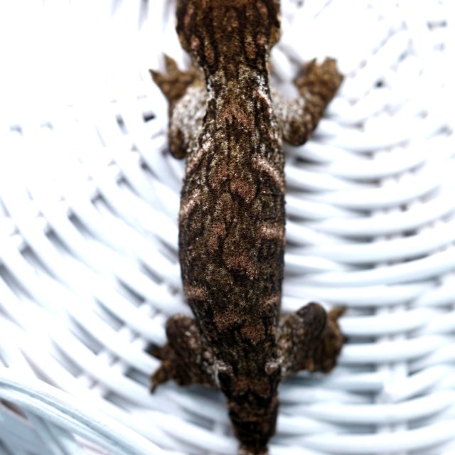 Red bar Friedel Harkito Het melanistic