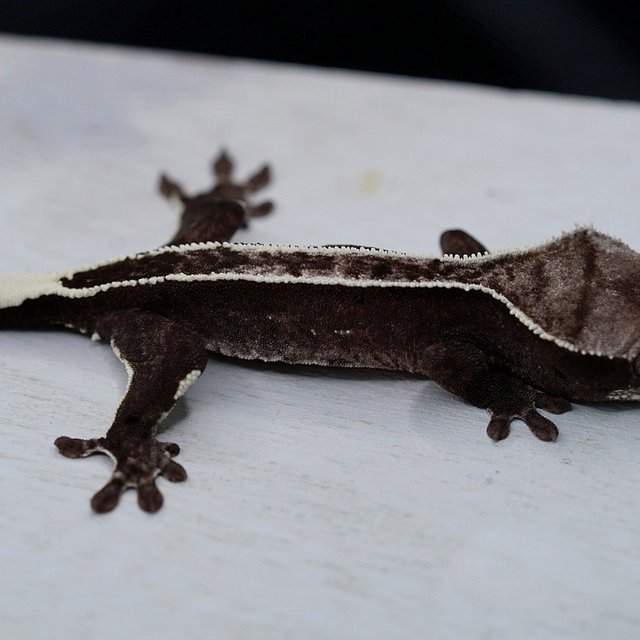 Axanthic