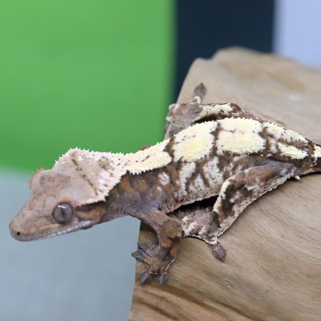 세이블