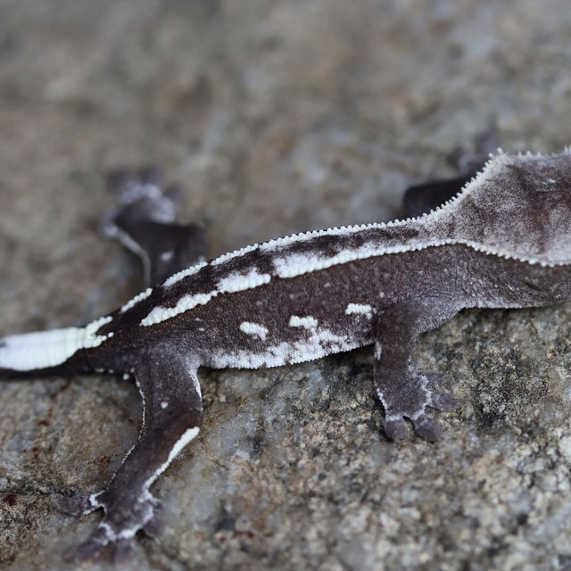 Axanthic