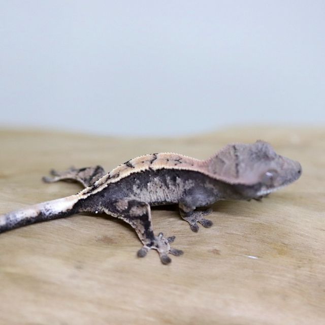 세이블