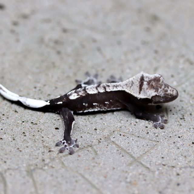 아잔틱