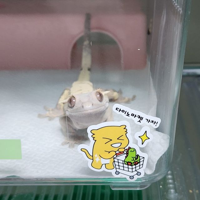 노멀