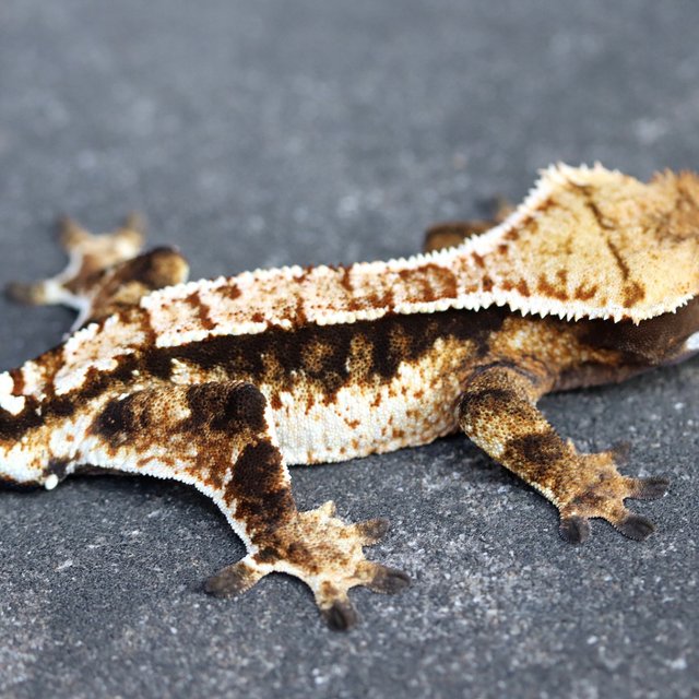 100% Het Axanthic