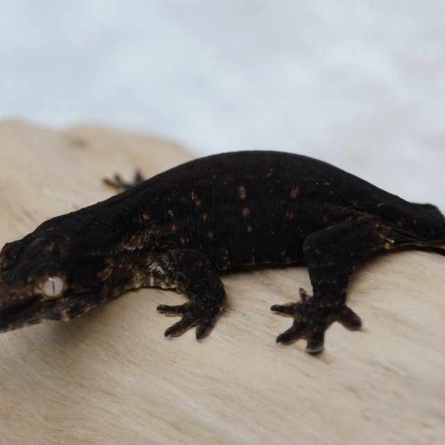 Melanistic Friedel