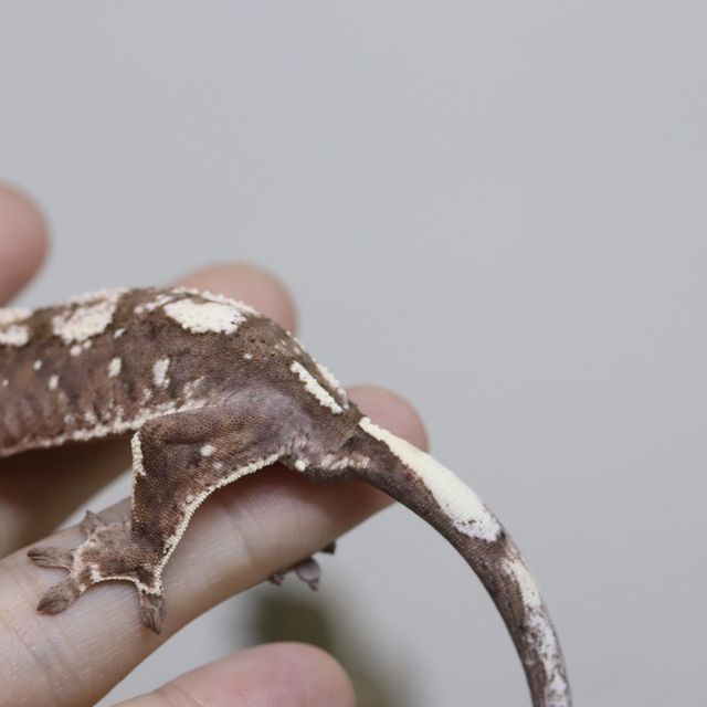 세이블