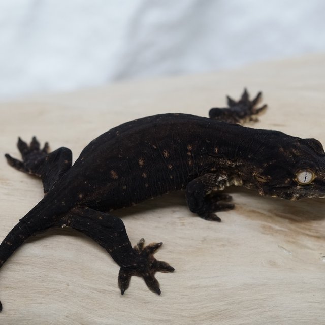 Melanistic Friedel