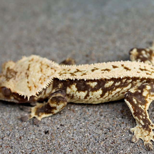 100% Het Axanthic