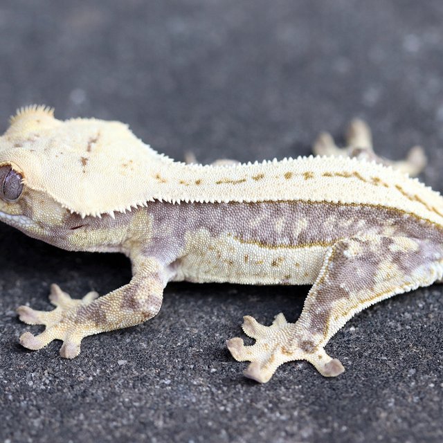 100% Het Axanthic