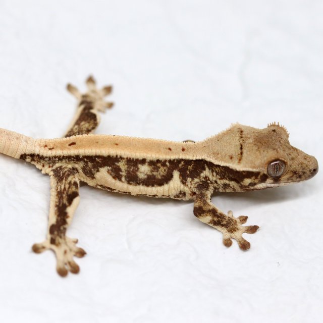 100%헷초초 릴리화이트