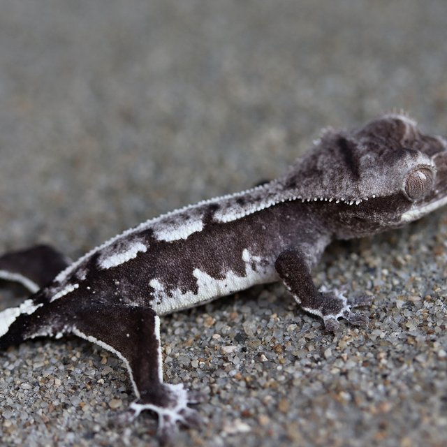 Axanthic